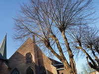 Foto van gemeentelijk monument de knotlinden op het Marktplein